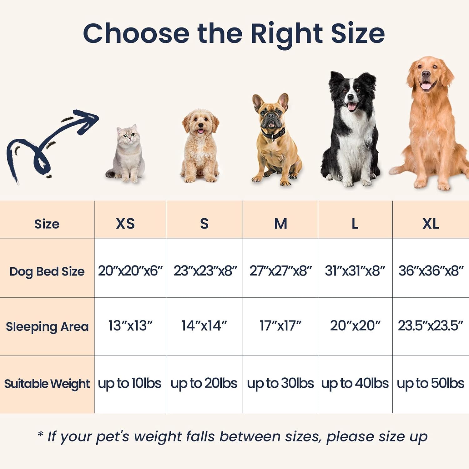 Budget Small Dog Bed – Best Budget Pick thumbnail 6